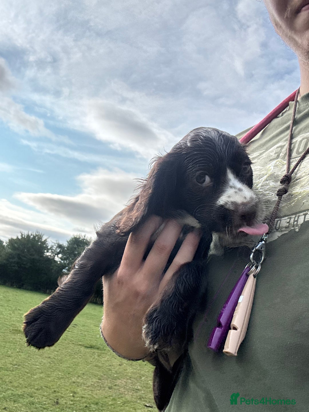 Cocker Spaniel dogs for sale: Last Working Cocker Girl - Fully Vaccinated  - Image 3