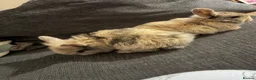 Mini Lion Lop rabbits for sale: 6 mini lion lops - Advert 5