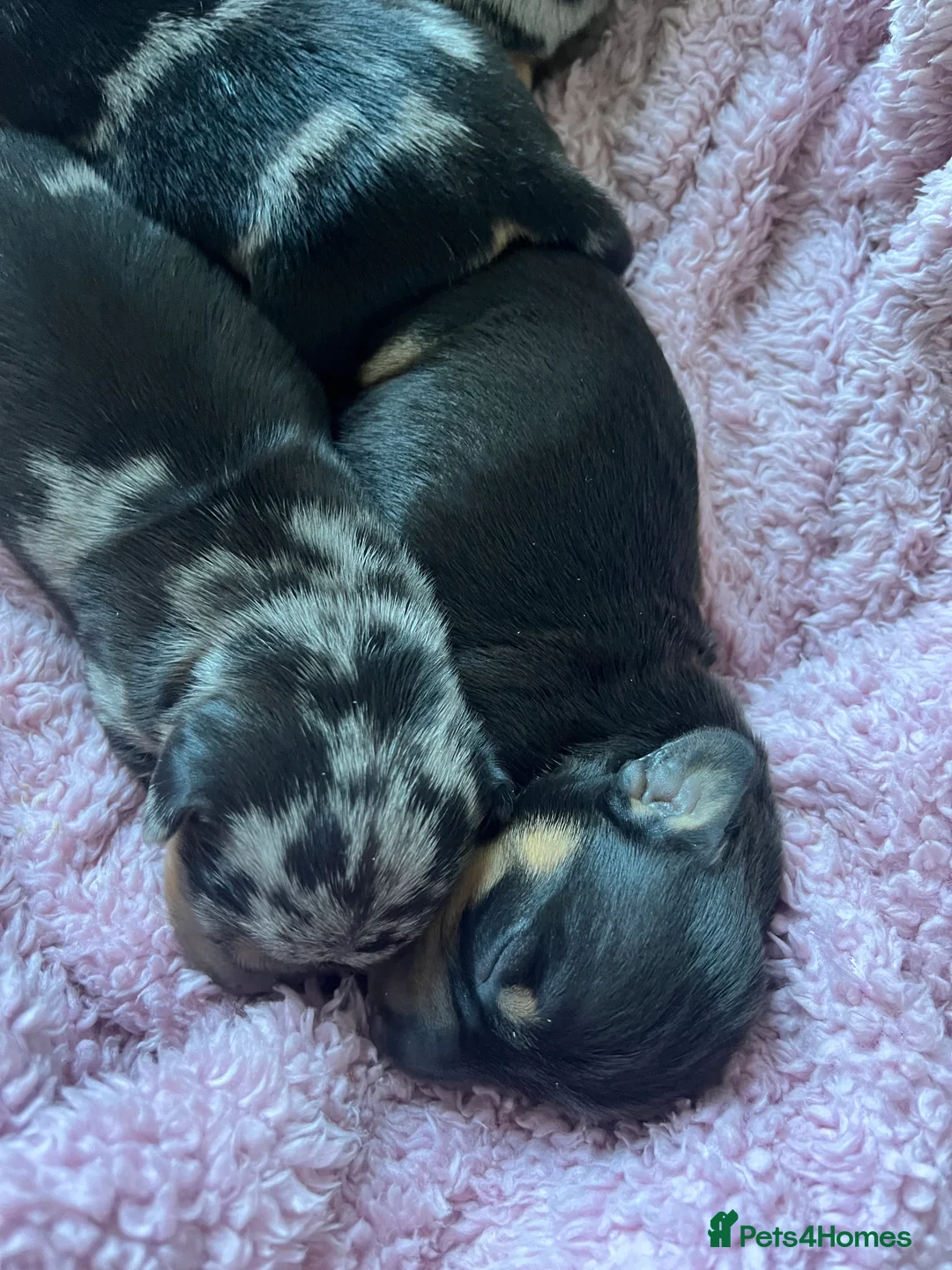 Dachshund dogs for sale: Dacshund Puppies - Advert 4