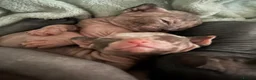 Sphynx cats for sale: Beautiful sphynx babies  - Advert 12
