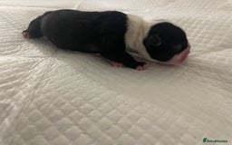 Boston Terrier dogs for sale: Bostons of Scotland  - Image 9