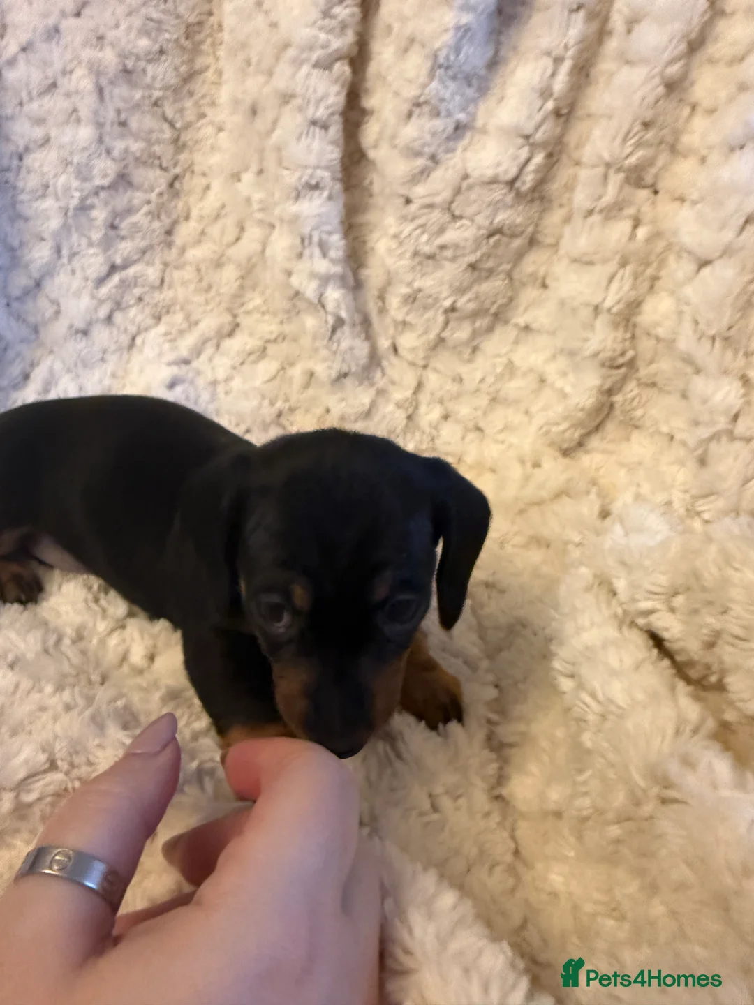 Miniature Dachshund dogs for sale: Black and Tan Miniature Dachshund Puppies  - Advert 32