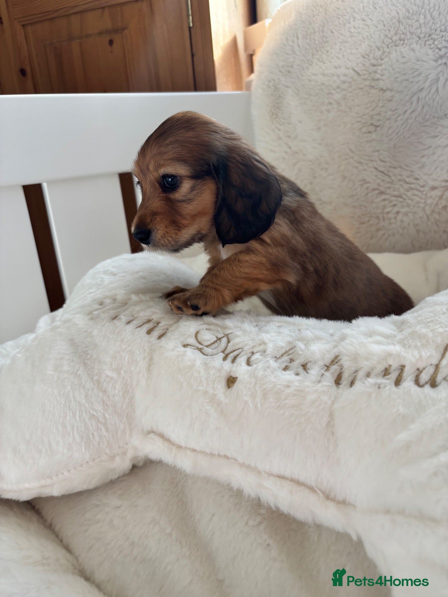 Miniature Dachshund dogs 2 shaded cream kc reg mini long girls left  - Advert 1