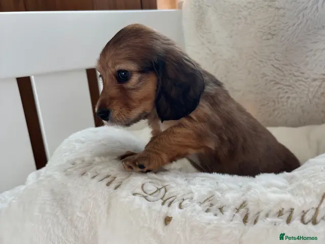 Miniature Dachshund dogs for sale: Stunning tiny girl looking for her forever home - Advert 10