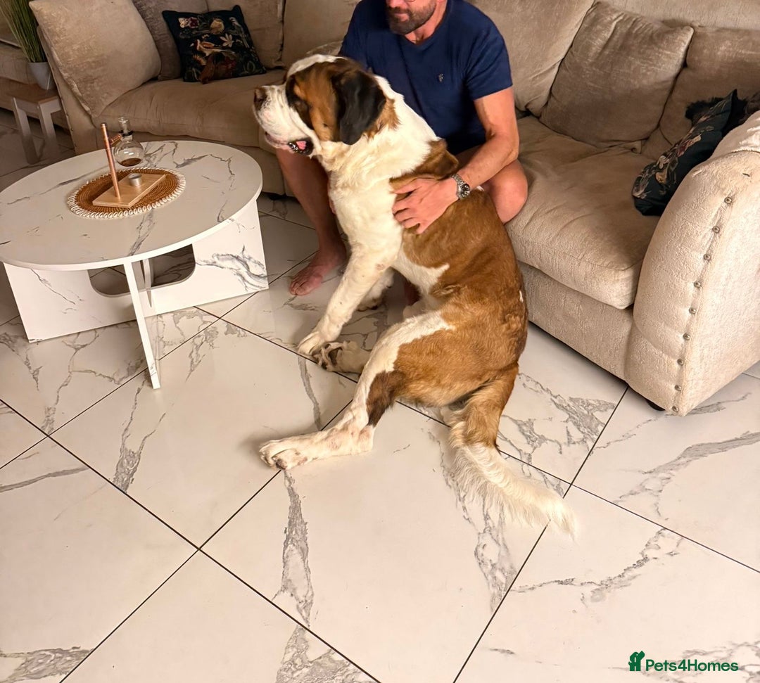 Saint Bernard dogs for stud: Beautiful strong Stud Saint Bernard - Image 2