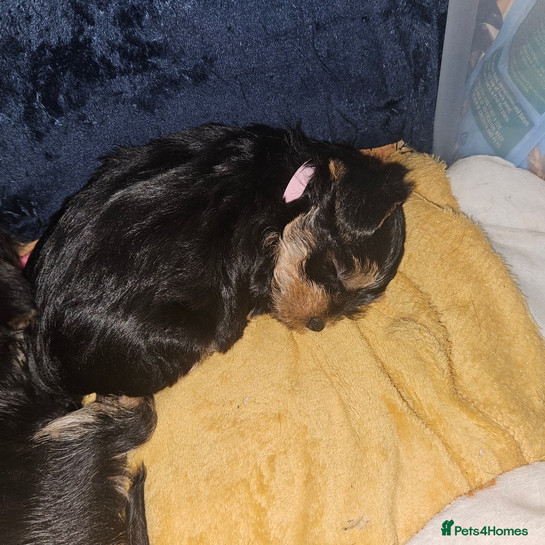 Mixed Breed dogs for sale:  **  yorkshire x full sized yorkshire terrier - Advert 20