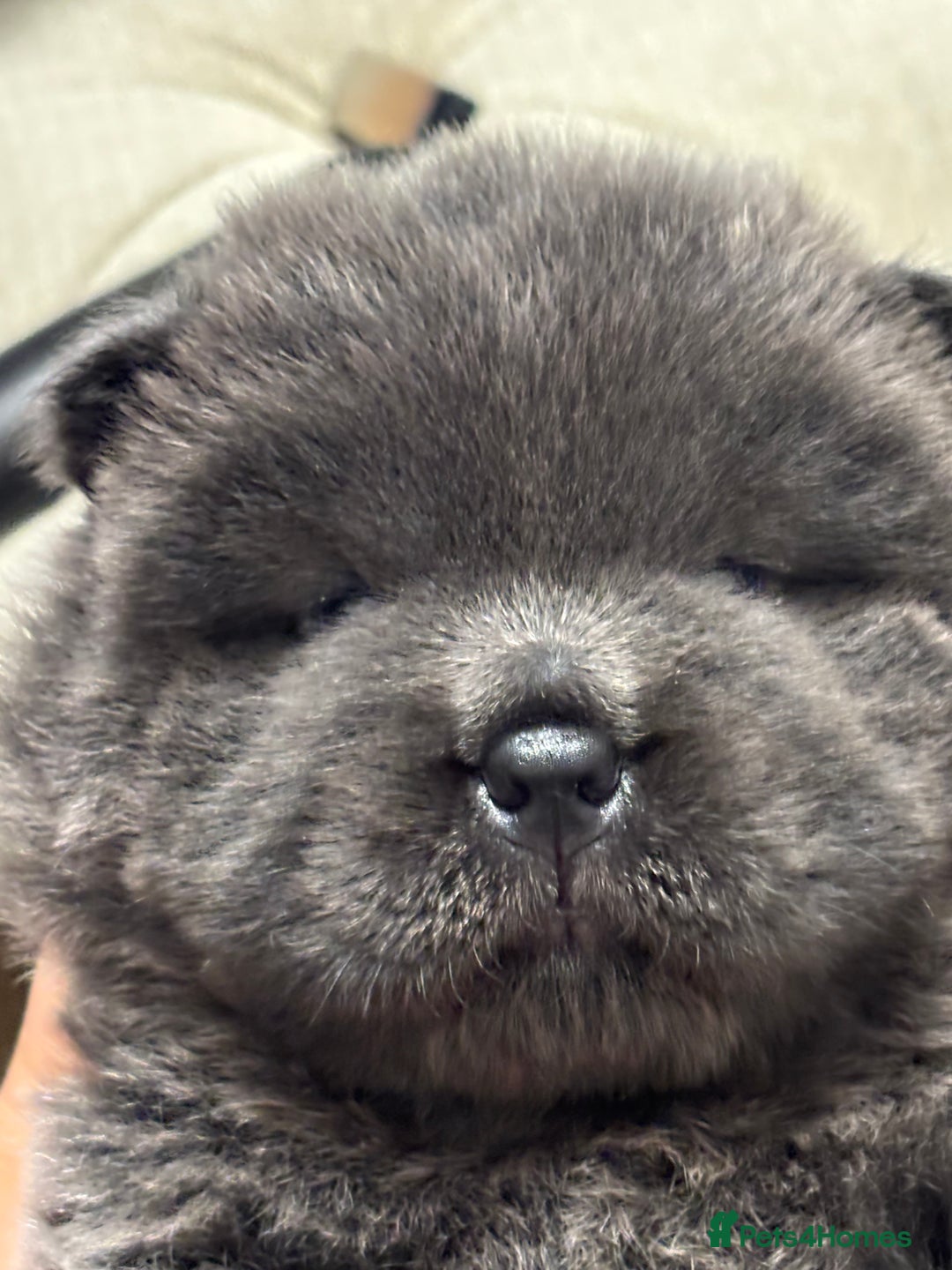 Chow Chow dogs for sale: Beautiful blue chow chow litter 💙 - Image 16