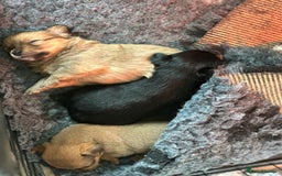 Chihuahua dogs for sale: Chihuahua X puppies  - Image 6