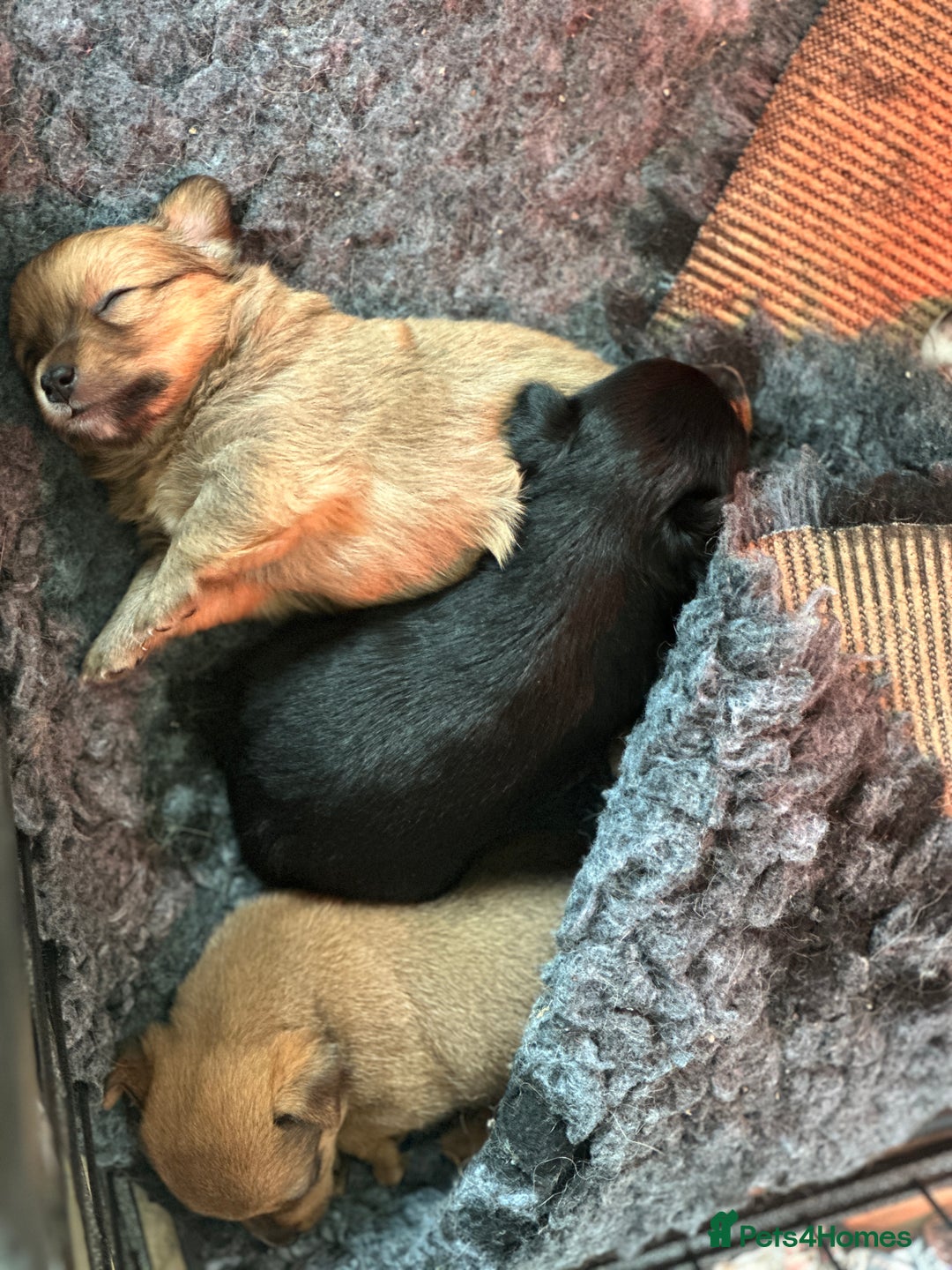 Chihuahua dogs for sale: Chihuahua X puppies  - Image 6