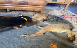 Border Terrier dogs for sale: Cheeky Little Border Terrier Puppies - Image 12