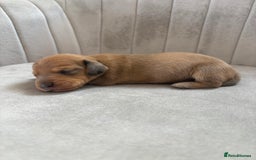 Miniature Dachshund dogs for sale: Gorgeous Long &short haired mini dachshund puppies - Image 18