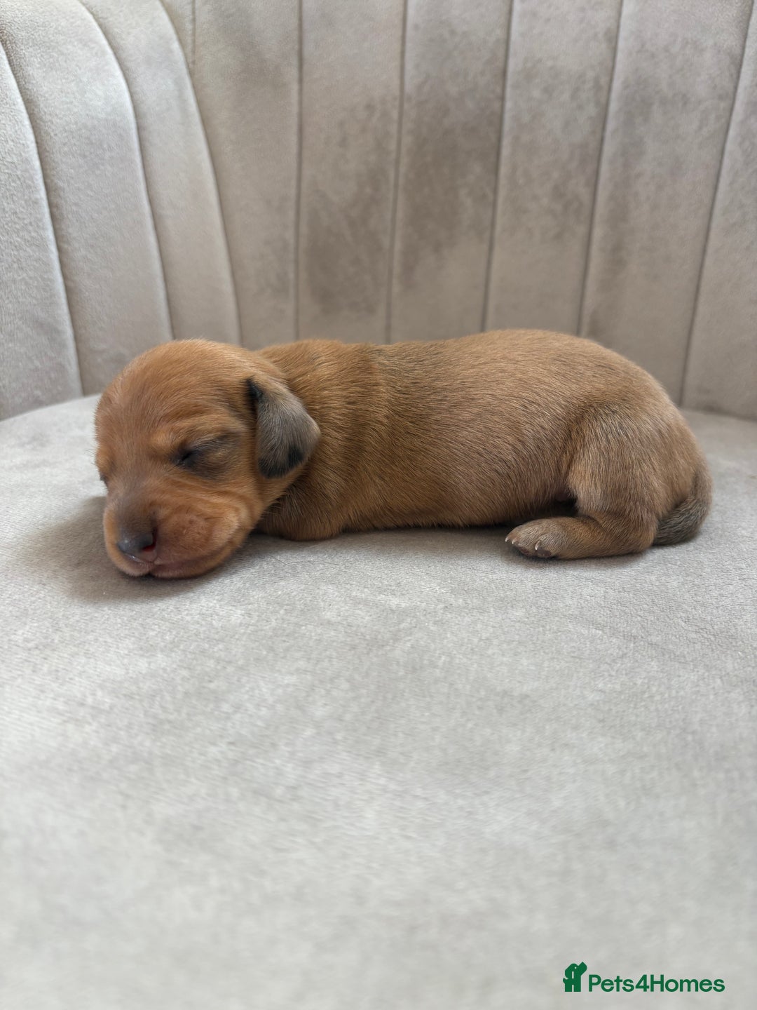 Miniature Dachshund dogs for sale: Gorgeous Long &short haired mini dachshund puppies - Image 18