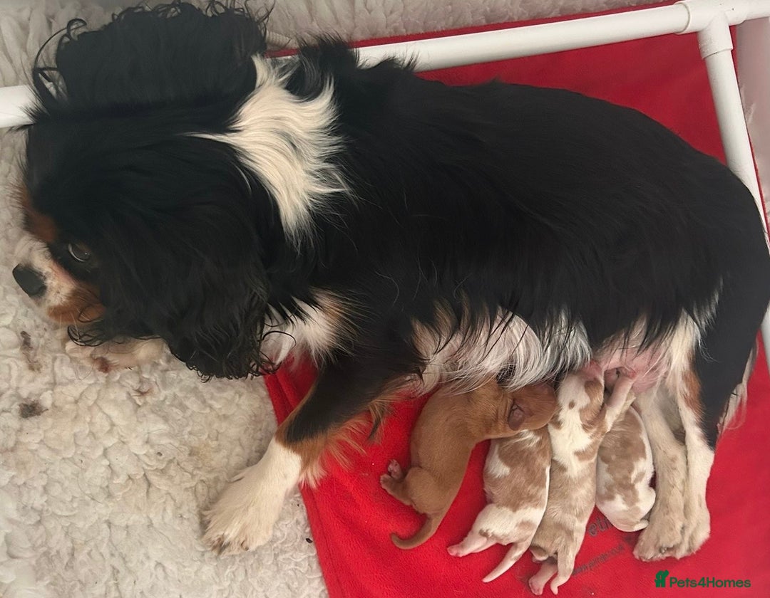 Cavalier King Charles Spaniel dogs for sale: Cavalier King Charles Spaniel Puppies Available - Advert 6