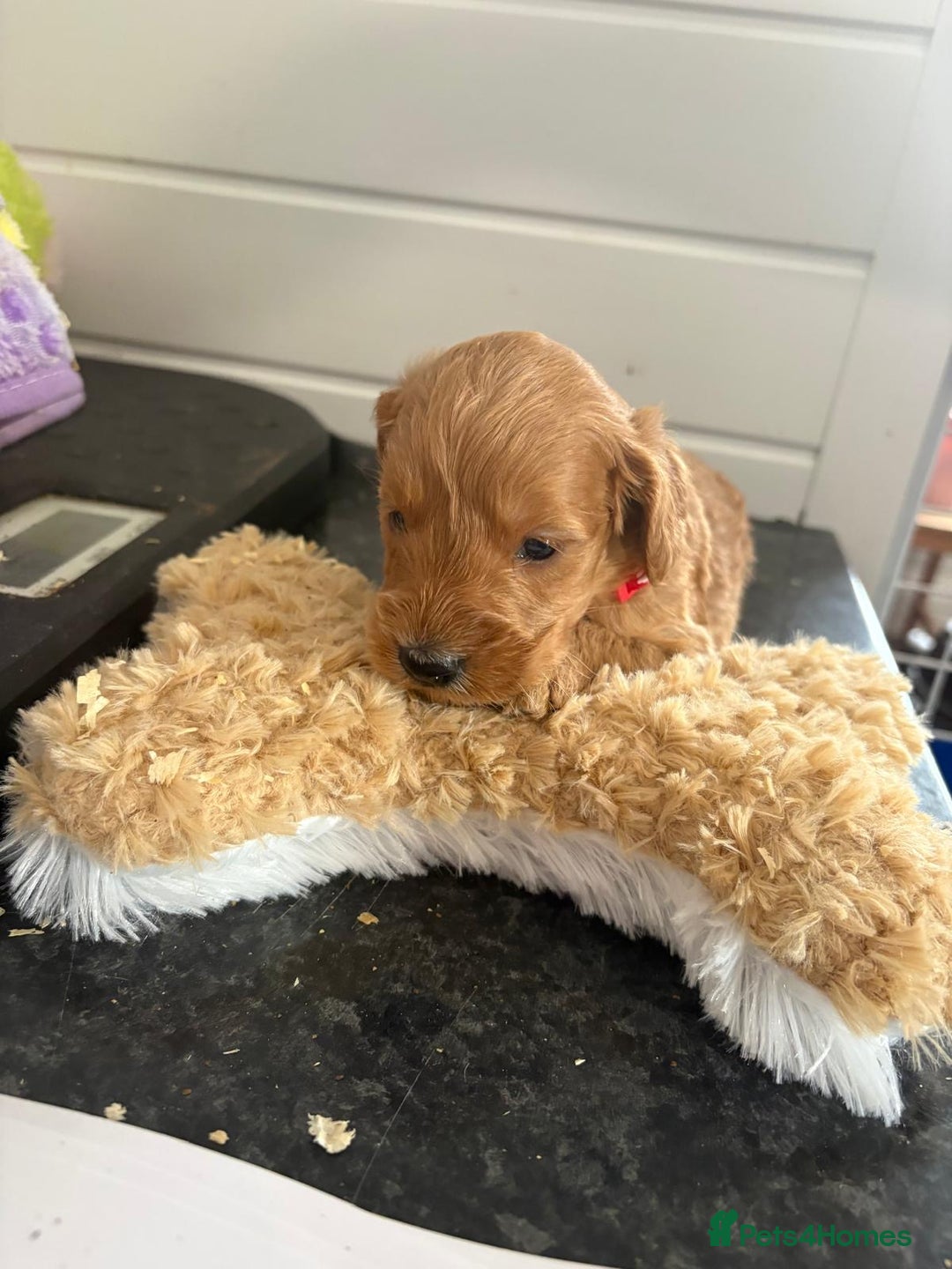 Cockapoo dogs for sale: 5 cockapoo puppy ready 13nov  - Image 5