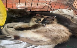 Mixed Breed cats for sale: Beautiful kittens  - Image 19
