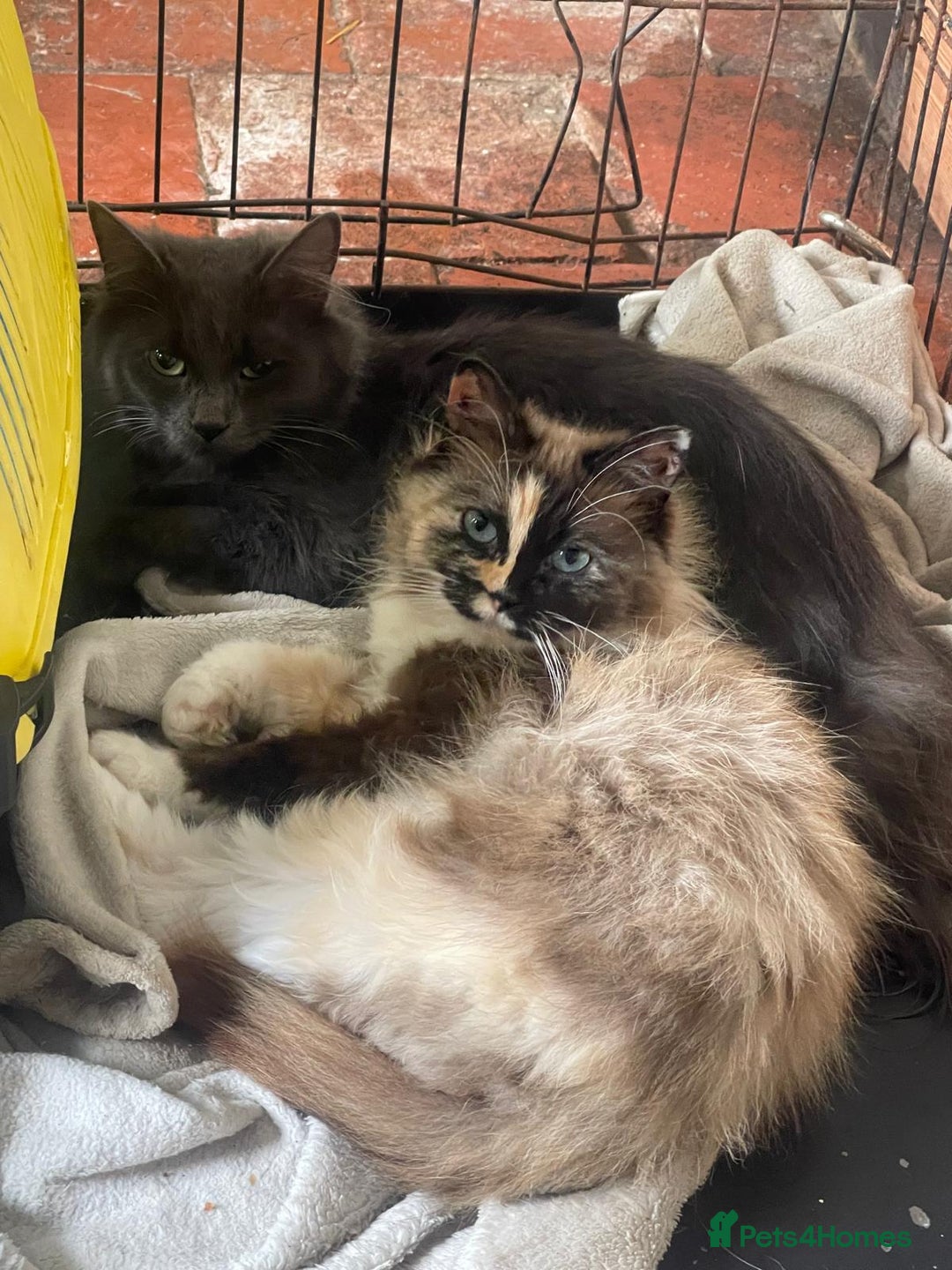 Mixed Breed cats for sale: Beautiful kittens  - Image 19