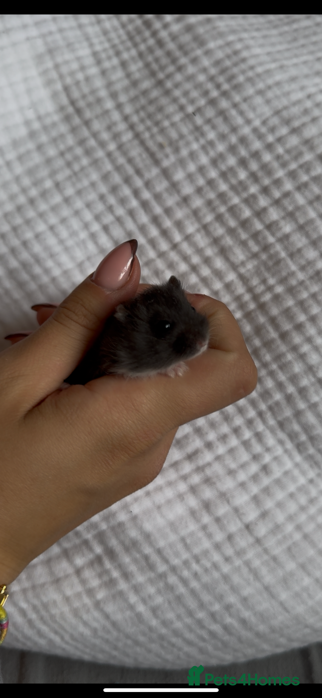 Hamster rodents for sale: Winter White Mix Litter - Image 2