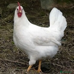 Chickens poultry Bason white hens  - Advert 2