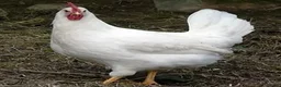 Chickens poultry for sale: Bason white hens  - Advert 1