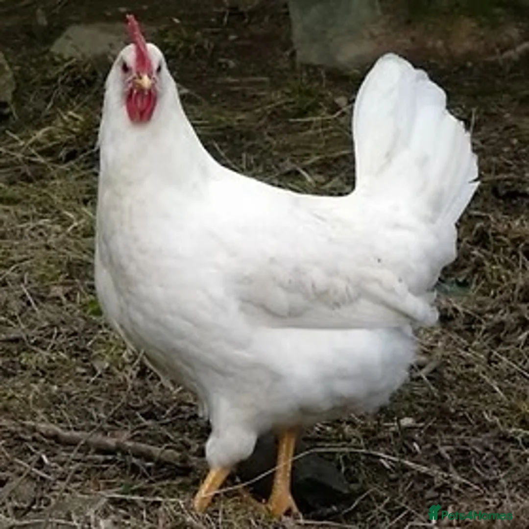 Chickens poultry for sale: Bason white hens  - Advert 1