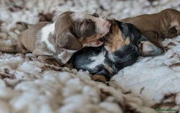 Miniature Dachshund dogs for sale: BEAUTIFUL SHORT-HAIRED MINIATURE DACHSHUND PUPPIES - Image 2