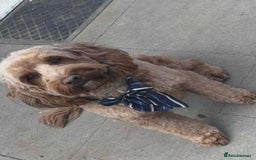 Cockapoo dogs for sale: Stunning F2 cockapoo pups  - Advert 10