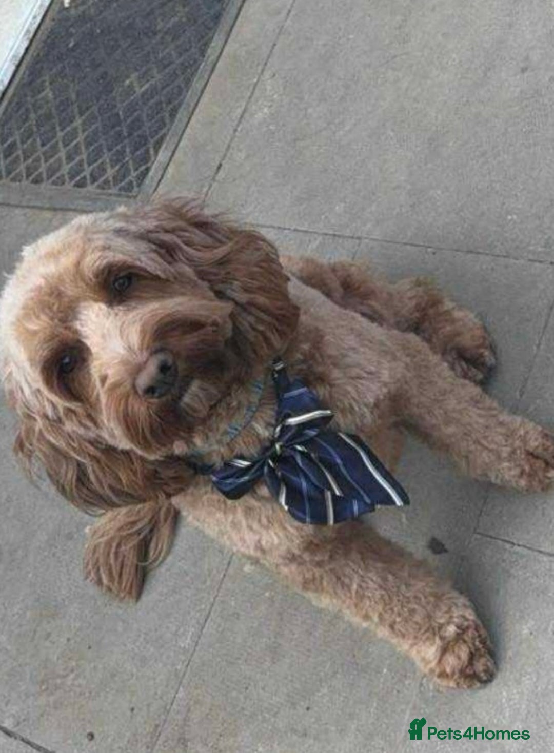 Cockapoo dogs for sale: Stunning F2 cockapoo pups  - Advert 10