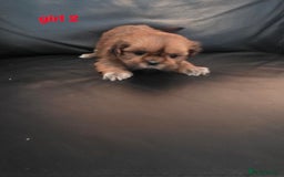 Shih Tzu dogs for sale: Karashishi imperial shih-tzu puppies  - Image 7