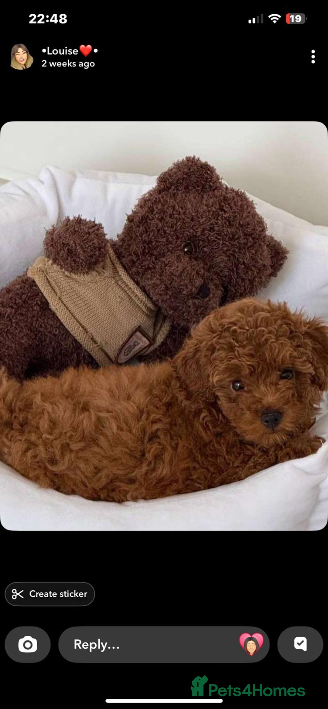 Toy Poodle dogs for sale: Beautiful Red Toy Poodle puppies  - Image 1