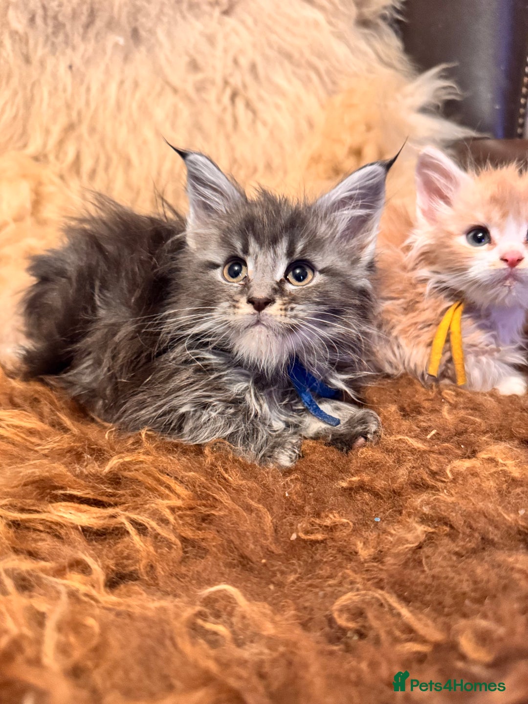 Maine Coon cats for sale:  TICA Registered Maine Coon Kittens- ready now  - Advert 6