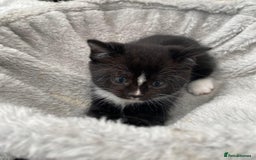 Mixed Breed cats for sale: Adorable kittens needing homes - Image 2