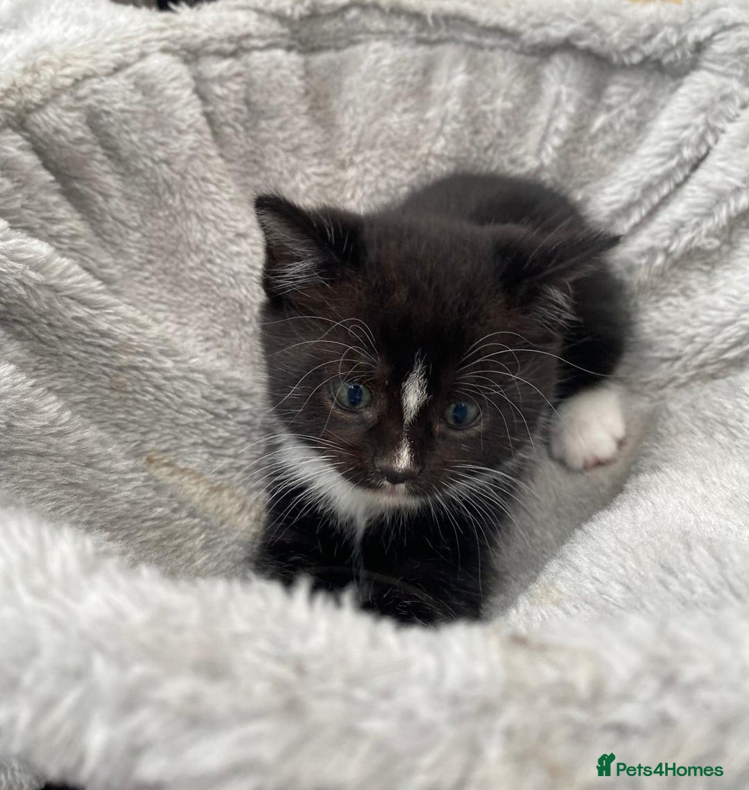 Mixed Breed cats for sale: Adorable kittens needing homes - Image 2