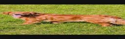 Golden Retriever dogs for sale: Dark golden retriever puppies. Repeat mating  - Advert 1