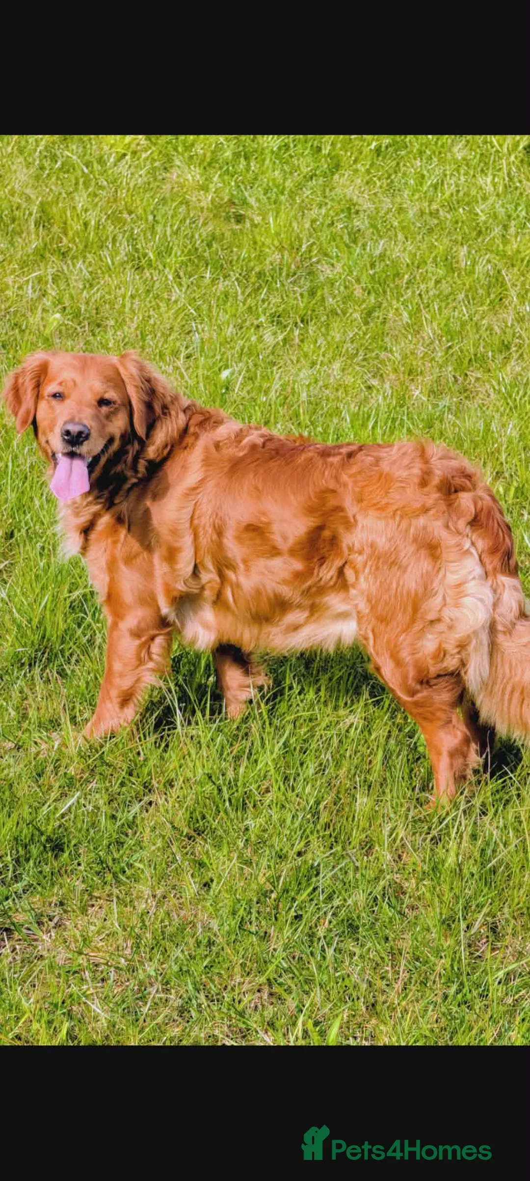 Golden Retriever dogs for sale: Dark golden retriever puppies. Repeat mating  - Advert 1