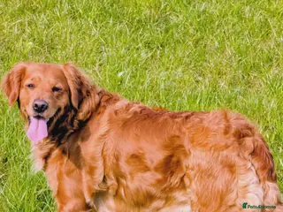 Golden Retriever dogs Dark golden retriever puppies. Repeat mating - Advert 2