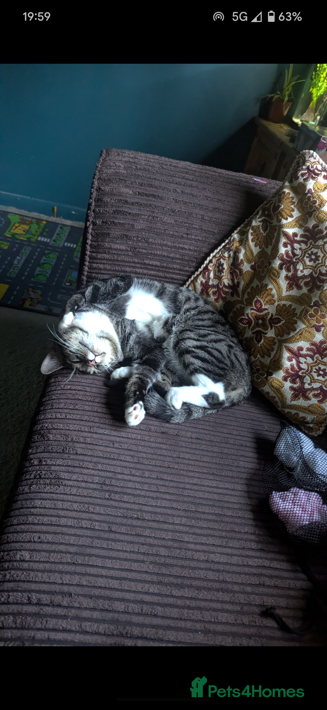 Mixed Breed cats for sale: Mixed Breed Male Tabby  - Image 3