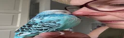 Budgerigars birds for sale: Stunning Super Tame Male Exhibition Budgie - Advert 6