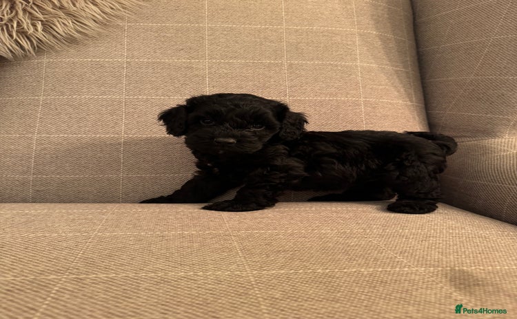 Cockapoo dogs **ONLY 2 BLACK MALE COCKAPOO LEFT** - Advert 15