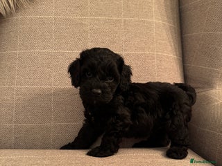 Cockapoo dogs **ONLY 2 BLACK MALE COCKAPOO LEFT** - Advert 7
