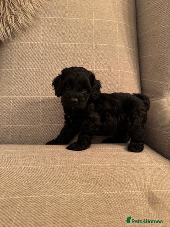 Cockapoo dogs **ONLY 2 BLACK MALE COCKAPOO LEFT** - Advert 15