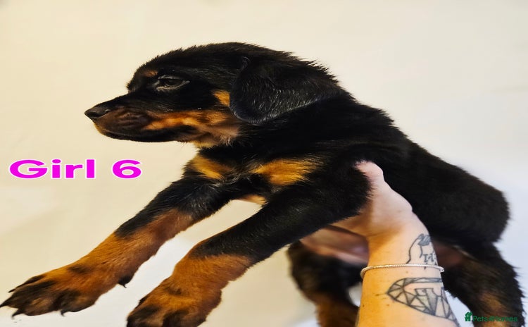 Rottweiler dogs in Battle - Advert 7