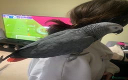 Parrots birds for sale: African Grey bird for sale  - Image 3