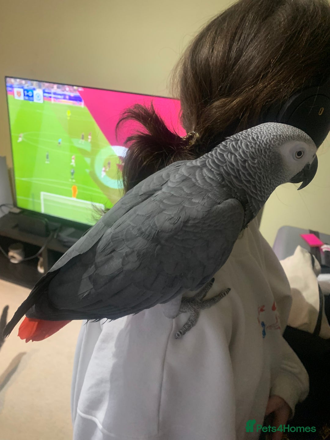Parrots birds for sale: African Grey bird for sale  - Image 3