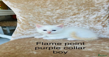 Ragdoll cats - Advert 15
