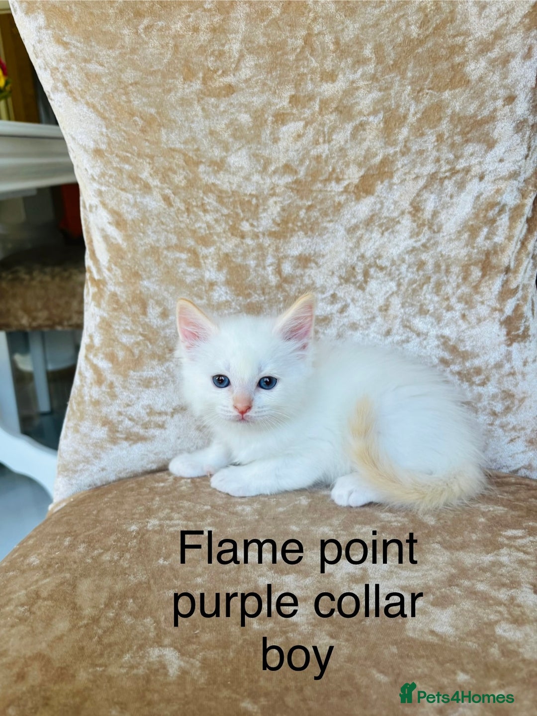 Ragdoll cats for sale: Beautiful ragdoll kittens - Image 3