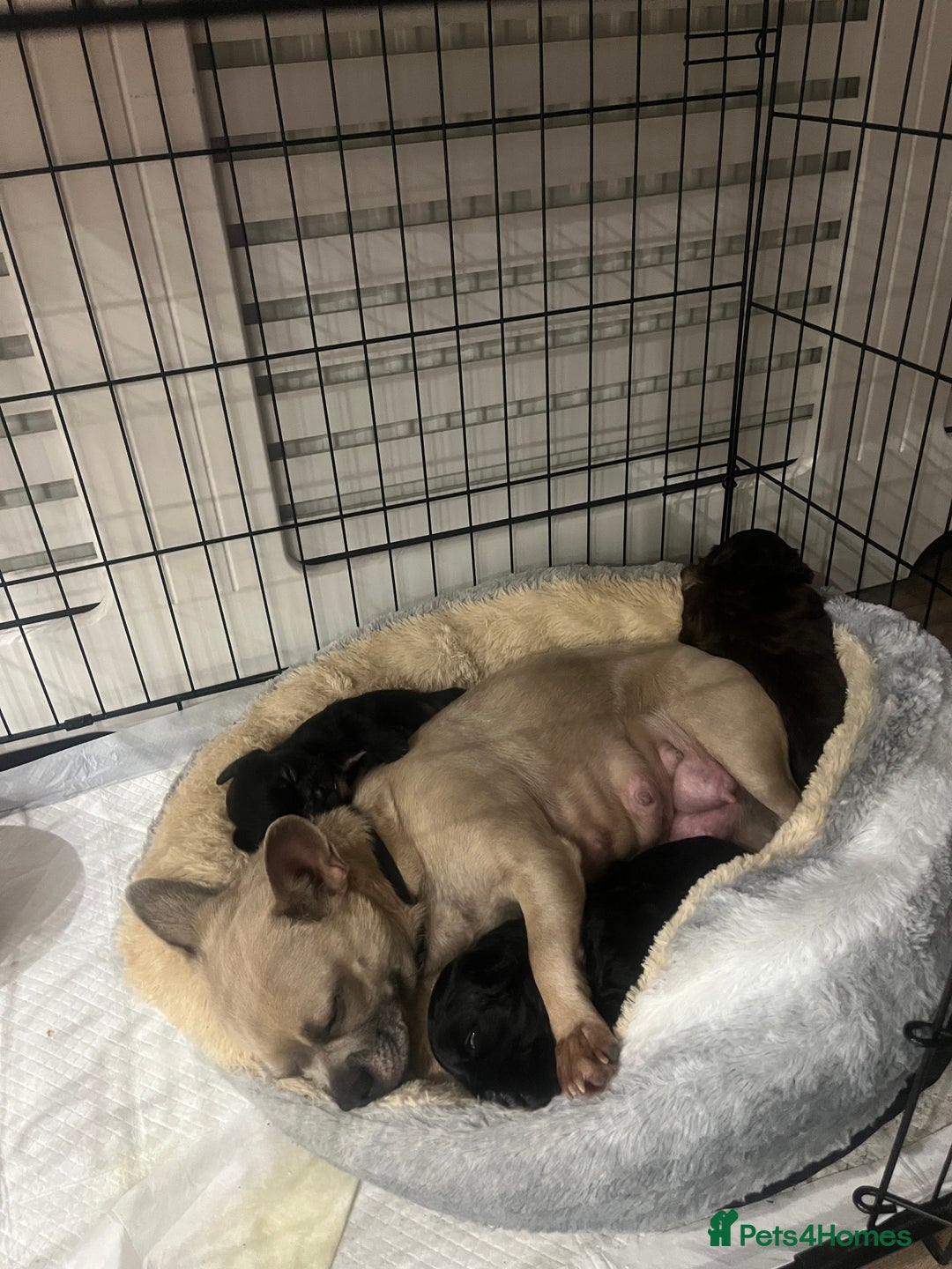 Mixed Breed dogs for sale: Shih Tzu / Chihuahua hybrids - Advert 1