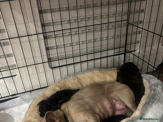 Mixed Breed dogs Shih Tzu / Chihuahua hybrids - Advert 9