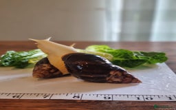 Snails invertebrates for sale: Giant African Land Snails (Fulica) - Image 3