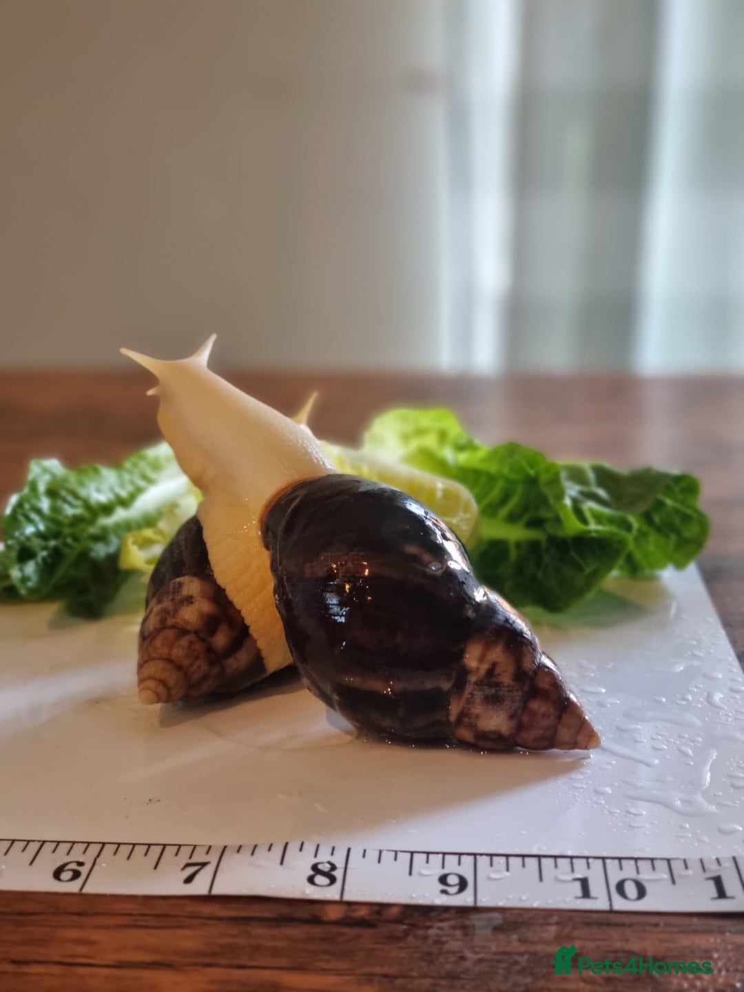 Snails invertebrates for sale: Giant African Land Snails (Fulica) - Image 3