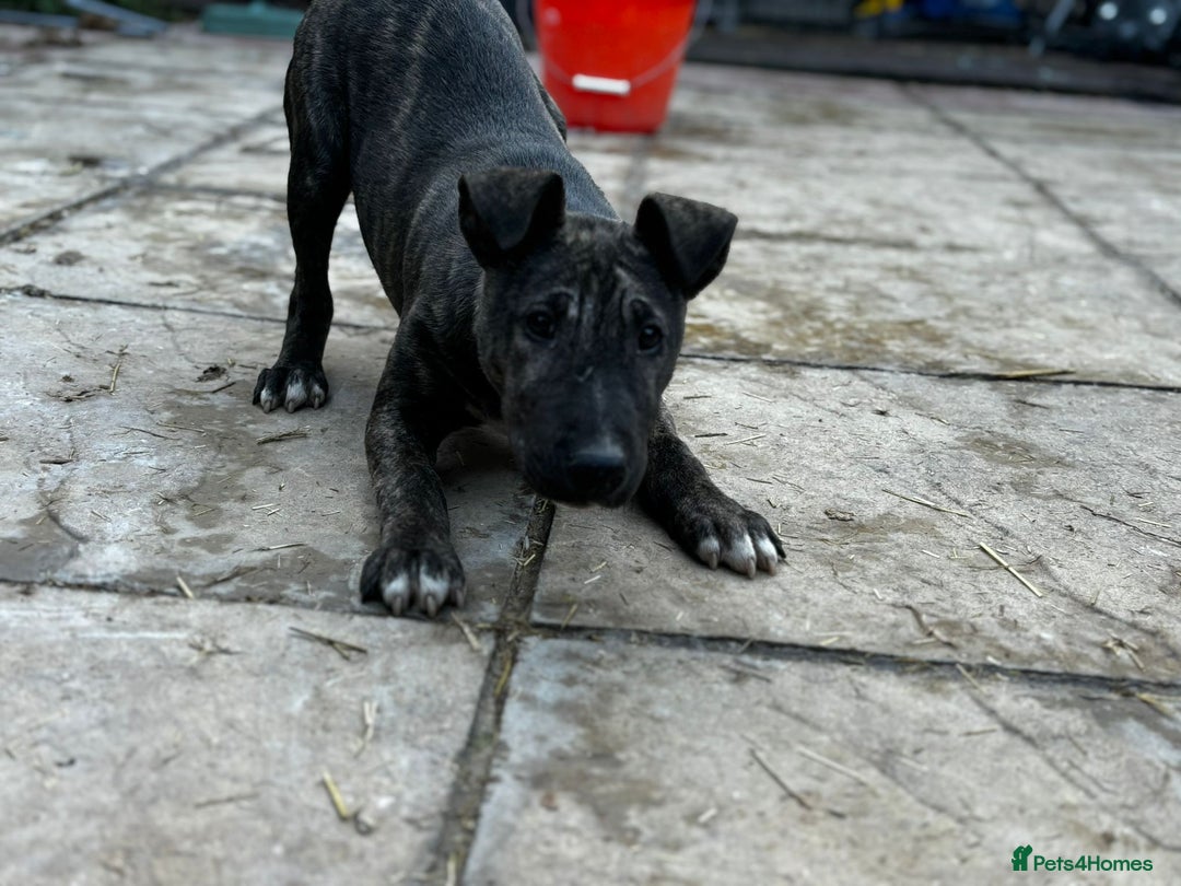 English Bull Terrier dogs for sale: English Bull Terrier Puppies  - Advert 3